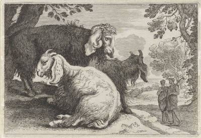 Angora Goats by Anonymous