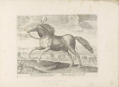 Arabian Horse (Horse Breeds from the Royal Stables of Don Juan of Austria) by Anonymous