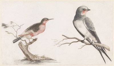 Bee-eater on a Tree Stump and Swallow on a Branch by Anonymous
