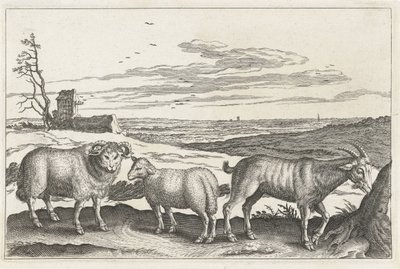 Goat and Sheep (Four-Legged Animals) by Anonymous