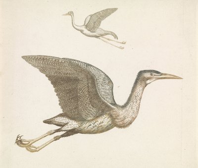 Flying Crane Above and Flying Bittern Below by Anonymous