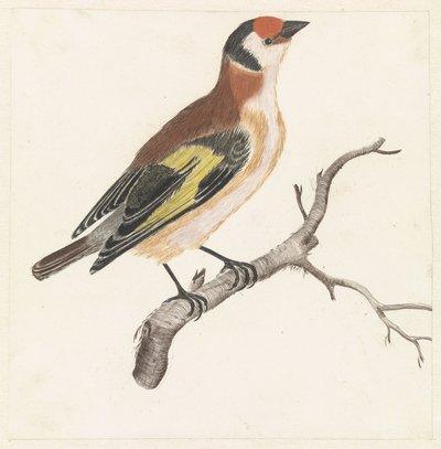 Goldfinch on a Branch by Anonymous