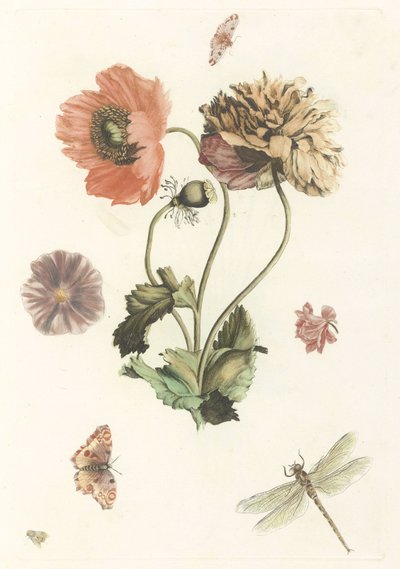 Three Poppies, Two Butterflies, a Fly, and a Dragonfly by Anonymous