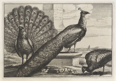 Three Peacocks (series title: Various Species of Birds) by Anonymous