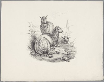 Three Sheep by a Fence by Anonymous