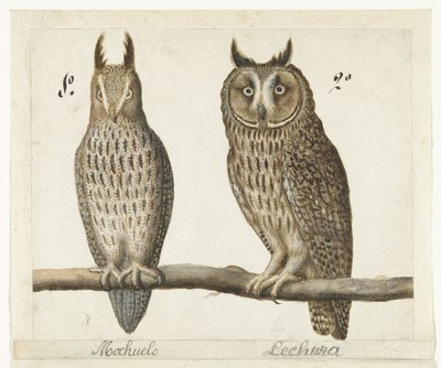 Pygmy Owl and Long-eared Owl by Anonymous
