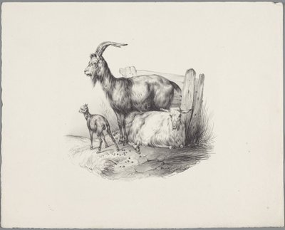 A goat, a buck, and a lamb (Six small animal studies series) by Anonymous