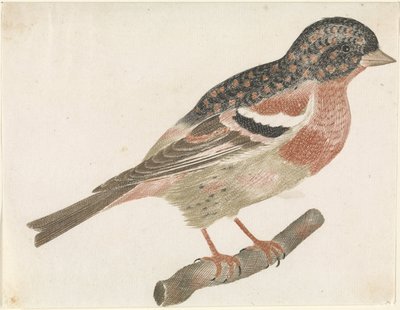 Male Brambling on a Branch Facing Right by Anonymous