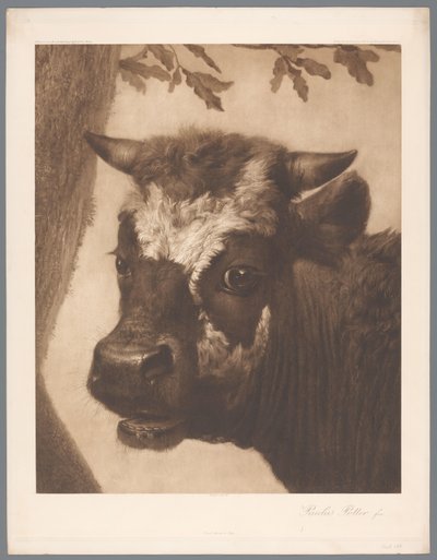 Photoreproduction of detail of the painting The Bull by Paulus Potter, coll. Mauritshuis by Anonymous