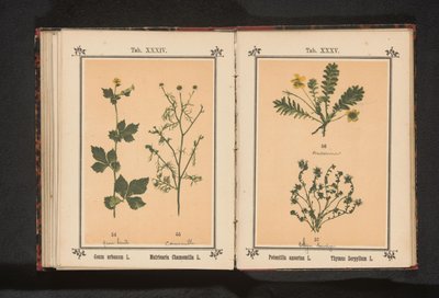 Yellow Avens and True Chamomile by Anonymous