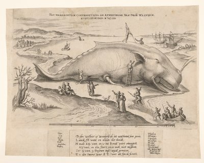 Stranded Whale Near Antwerp, 1577 by Anonymous