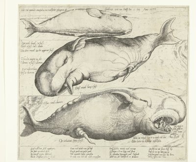 Stranded Whale near Antwerp, 1577 by Anonymous