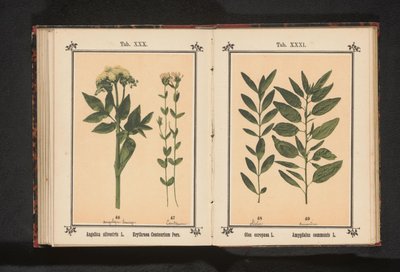 Wild Angelica and Common Centaury by Anonymous