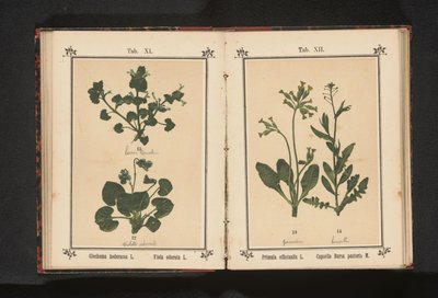 Cowslip and Shepherd