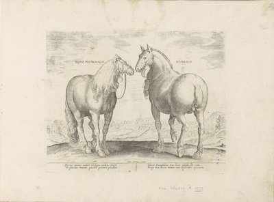 Stallion and Mare from Rome (Equus Matronalis Romanus) (Horse Breeds from the Royal Stables of Don Juan of Austria) by Anonymous