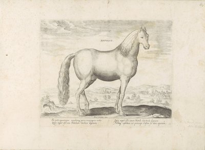 Horse from Anatolia by Anonymous