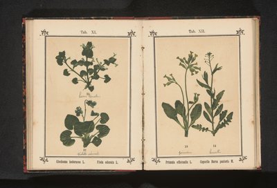 Ground-Ivy and Sweet Violet by Anonymous