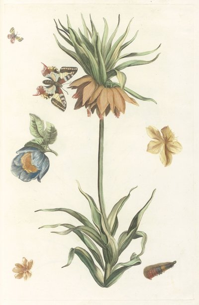 Imperial Crown, Butterfly, and Caterpillar by Anonymous