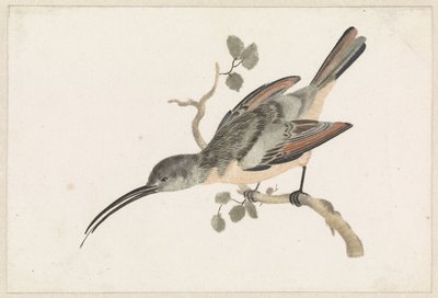 Hummingbird on a Branch Facing Left by Anonymous