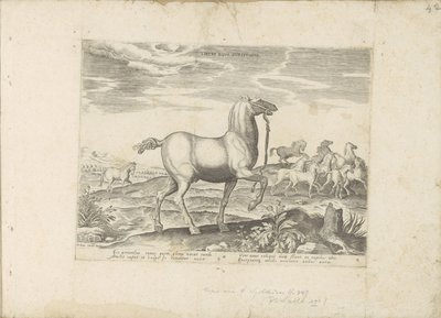 Herd of wild horses by Anonymous