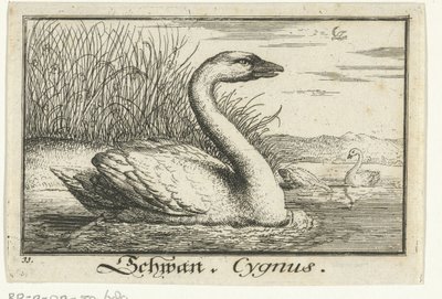 Landscape with Swan (Schwan, Cygnus) by Anonymous