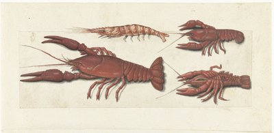 Langoustine, Two Crayfish and Shrimp (Lombard Album) by Anonymous