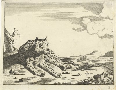 Lying Leopard, Seen from the Front, Paws to the Right by Anonymous