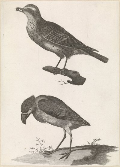 Thrush with a Berry in Its Beak to the Left and Boat-billed Heron by Anonymous