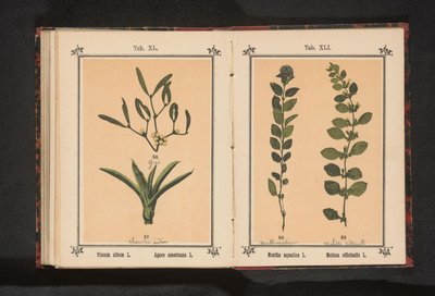 Mistletoe and century plant by Anonymous