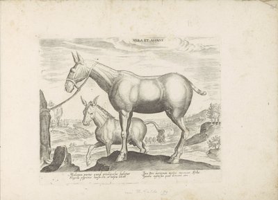Mule and Donkey Horse Breeds from the Royal Stables of Don Juan of Austria (series title) by Anonymous