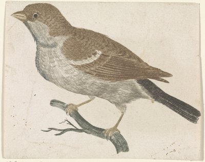 Sparrow on a Branch Facing Left by Anonymous