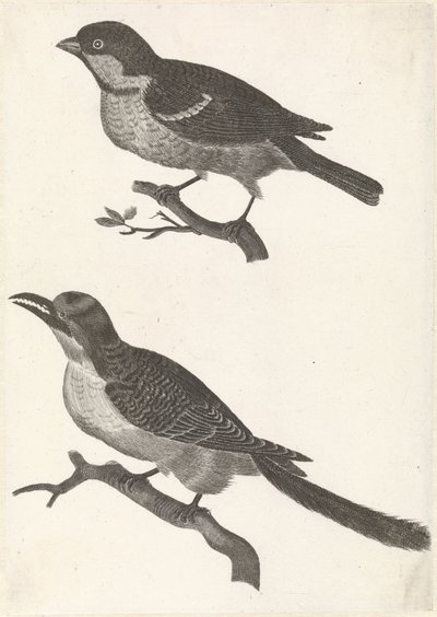 Sparrow on a Branch to the Left, Below a Bird with a Serrated Beak by Anonymous