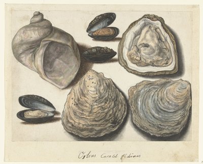 Oysters, Mussels, and Moonhorn (title on object) Lombard Album (series title) by Anonymous