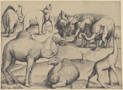 Elephants, Dromedaries, and a Giraffe by Anonymous