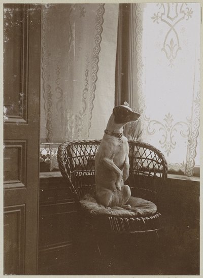 Sitting Dog in a Chair by a Window by Anonymous