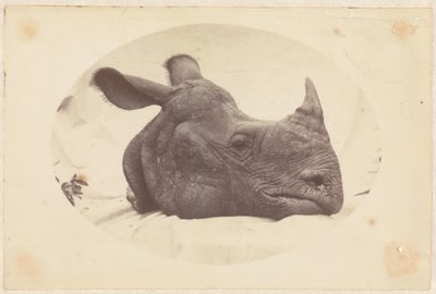 Oval Image of a Rhinoceros Head by Anonymous