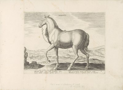 Horse from Albania (Paardenrassen uit de Koninklijke stallen van Don Juan van Oostenrijk) by Anonymous