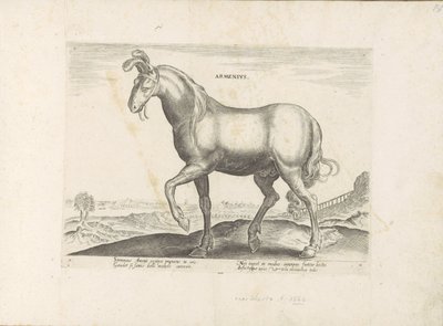 Horse from Armenia by Anonymous