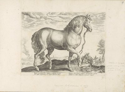Horse from Calabria by Anonymous