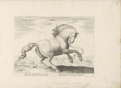 Horse from Denmark (Horse Breeds from the Royal Stables of Don Juan of Austria) by Anonymous
