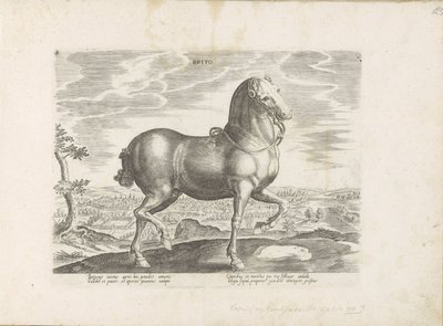 Horse from England (title on object: Brito) (series title: Horse Breeds from the Royal Stables of Don Juan of Austria) by Anonymous