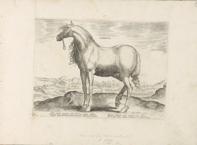 Horse from Greece Achivus Horses from the Royal Stables of Don Juan of Austria (series title) Equile, in quo omnis generis generosissi: morum equorum ex varijs orbis partibus insignis delectus (series title) by Anonymous