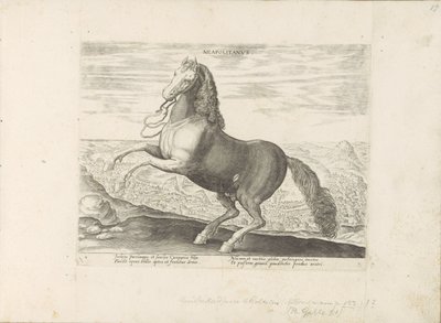 Horse from Naples by Anonymous