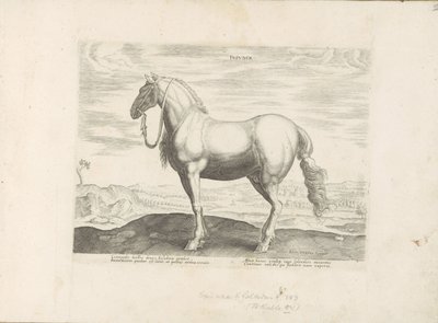 Horse from Northern Italy (Horse Breeds from the Royal Stables of Don Juan of Austria) by Anonymous