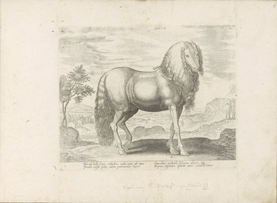 Horse from Romania (Dacus) by Anonymous