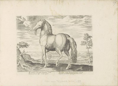 Horse from Sardinia by Anonymous