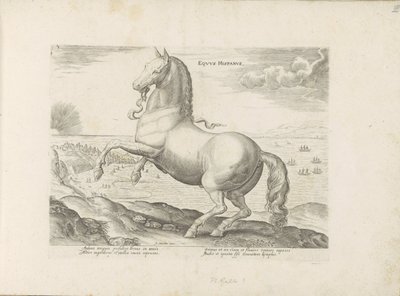 Horse from Spain by Anonymous