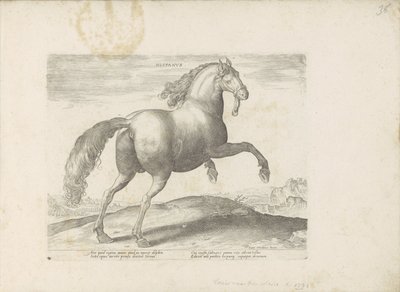 Horse from Spain by Anonymous