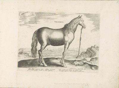 Horse from Thessaly by Anonymous