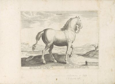 Horse from Flanders by Anonymous